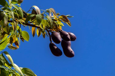 Jatoba meyveleri, Hymenaea avlusu, seçici bir odak noktası. Brezilya 'daki parkta tipik Brezilya meyveleri