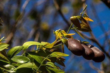 Jatoba meyveleri, Hymenaea avlusu, seçici bir odak noktası. Brezilya 'daki parkta tipik Brezilya meyveleri