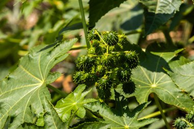 Brezilya 'da tarlaya Hint fasulyesi ekilir. Komunis tohumları ve çiçekleri seçici bir odak noktası vardır.