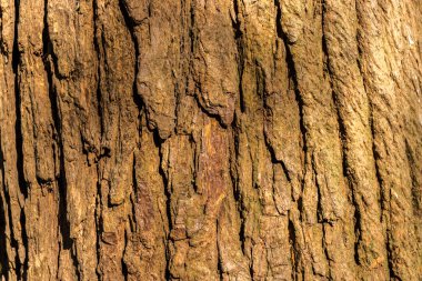 Brezilya 'da ağaç gövdesi ahşap kaplama. Kaba ahşap doku.