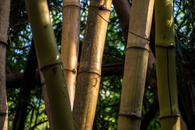 Bambusa vulgaris bamboo comum uma espcie de bambu do tipo open claump. Bambusa vulgaris, bambugiller familyasından bir bambu türü. Brezilya 'da bahçe