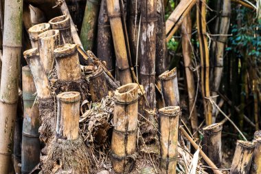 Bambusa vulgaris bamboo comum uma espcie de bambu do tipo open claump. Bambusa vulgaris, bambugiller familyasından bir bambu türü. Brezilya 'da bahçe