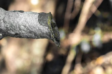 Iraklı, bilimsel adı Nannotrigona testaceicornis, alt familyasından Meliponines familyasından bir arı türü.