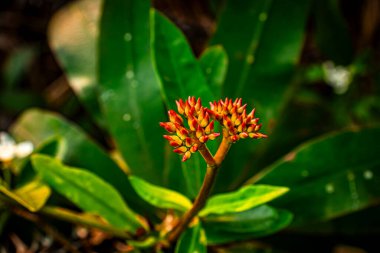 Spurge ailesinin Euphorbiaceae çiçekli bitkisi. Euphorbia milii aynı zamanda dikenli taç olarak da bilinir, Brezilya 'daki İsa bitkisi.