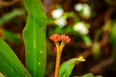 Spurge ailesinin Euphorbiaceae çiçekli bitkisi. Euphorbia milii aynı zamanda dikenli taç olarak da bilinir, Brezilya 'daki İsa bitkisi.