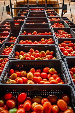 Marilia, Sao Paulo, Brezilya, Ekim 03, 2024. Kamyon domates dolu plastik kutularla dolu, CEAGESP tedarik merkezindeki satış kutusuna boşaltılacak.