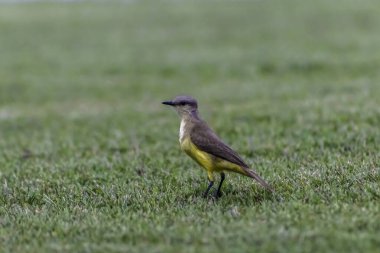 Bilimsel adı Pitangus Sülfür olan Büyük Kiskadee Atlantik Ormanı 'ndaki çimlerde Brezilya' da yaygın sarı kuş..