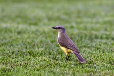 Bilimsel adı Pitangus Sülfür olan Büyük Kiskadee Atlantik Ormanı 'ndaki çimlerde Brezilya' da yaygın sarı kuş..
