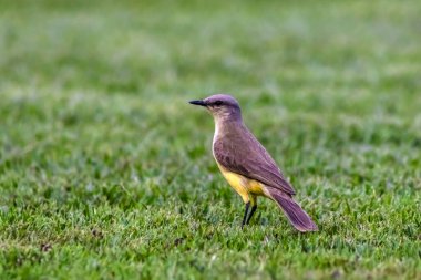 Great Kiskadee with scientific name Pitangus sulphuratus on in grass in the Atlantic Forest,  Common yellow bird in Brazil. clipart