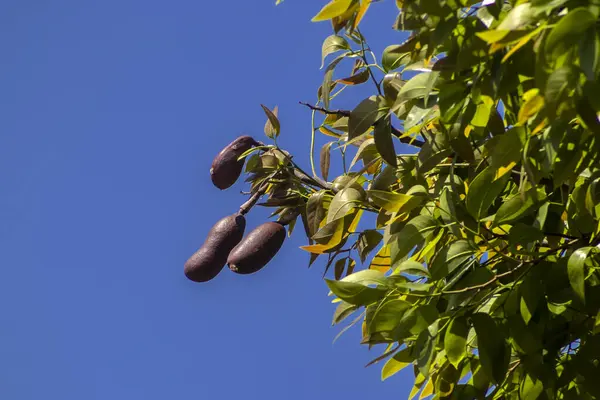 Jatoba meyveleri, Hymenaea avlusu, seçici bir odak noktası. Brezilya 'daki parkta tipik Brezilya meyveleri