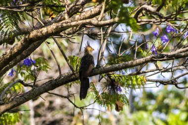 Guira Cuckoo (Guira guira) Brezilya 'daki ağaç dalını kapatır.