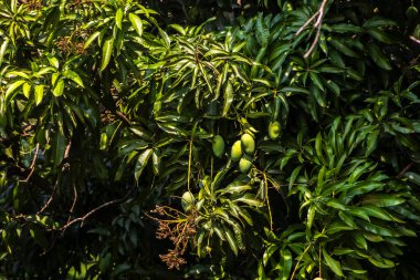 Mango, Anacardiaceae familyasından Güney ve Güneydoğu Asya 'ya özgü bir meyve ağacı olan Mangifera indica L.' nin meyvesidir. Brezilya 'da başarıyla tanıtıldı.,