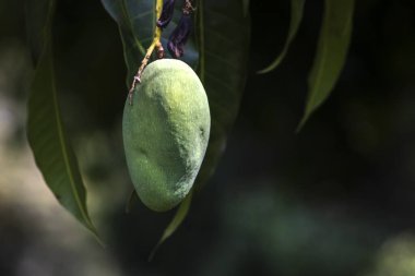 Mango, Anacardiaceae familyasından Güney ve Güneydoğu Asya 'ya özgü bir meyve ağacı olan Mangifera indica L.' nin meyvesidir. Brezilya 'da başarıyla tanıtıldı.,
