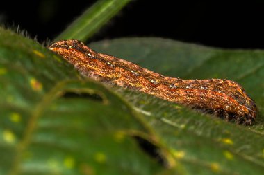 A armyworm (Spodoptera frugiperda) prague eating the leaf of soy plant in farm in Brazil clipart