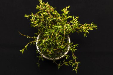 Kekik Brezilya 'da siyah arka planda bir tencerede duruyor.