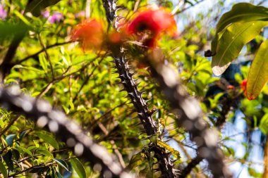 Euphorbia milii ekim ayında çiçek açar. Euphorbia milii, dikenli taç, İsa bitkisi veya İsa 'nın dikeni, Euphorbiaceae familyasından bir bitki türüdür.