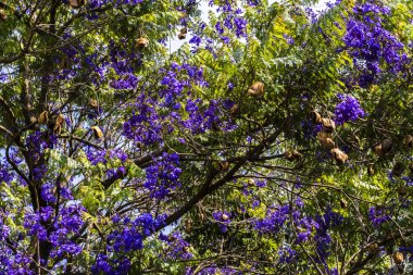 Jacaranda mimosifolia ağacı çiçek açtı. Mor çiçekler Brezilya 'da çıplak dalları süslüyor