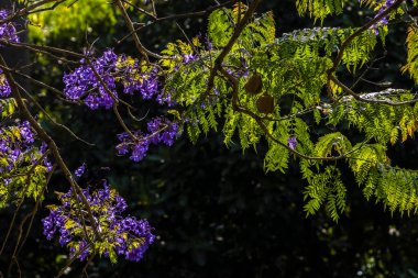 Jacaranda mimosifolia tree in bloom. Purple flowers adorn bare branches in Brazil clipart