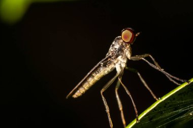 The Robber Fly insect hunter perched on a leaf in a forest in Brazil clipart