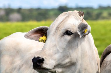 Nelore sığır sürüsü Brezilya çiftliğindeki bir çayırda otluyor.