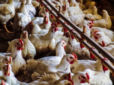 Et üretimi için canlı tavuklar Santa Catarina eyaletindeki kümes hayvanları çiftliğinde besleniyor.