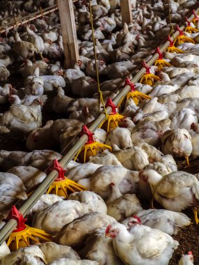 Live chickens for meat production feed on poultry farm in Santa Catarina state, south reguion of Brazil clipart