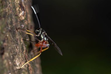 Dişi bir parazit ichneumonid eşekarısı, iğnesini Brezilya 'daki bir bitkinin kuru gövdesine gizlenmiş bir tırtılın içine sokarak yumurtalarını bırakır.