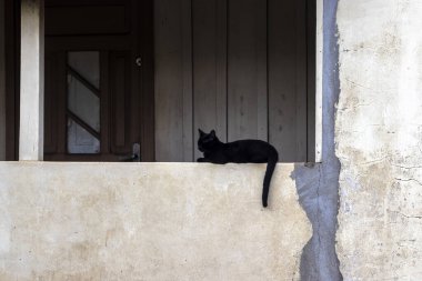 Brezilya 'da bir yerleşim yerinin duvarında duran siyah kedi.