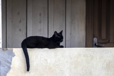 Brezilya 'da bir yerleşim yerinin duvarında duran siyah kedi.