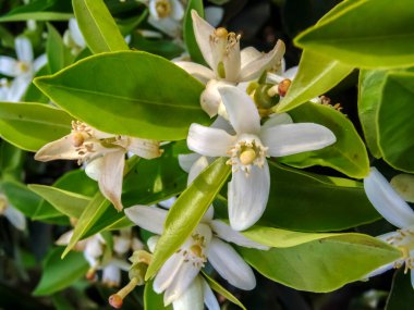 Ağaçtaki turunçgiller. Brezilya 'da bir meyve bahçesinde portakal çiçeği
