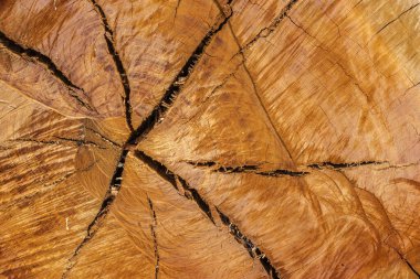 The crack on the surface of the cut tree wood on the forest in Brazil clipart