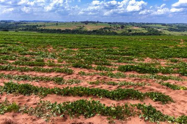 Sao Paulo eyaletinin kırsal kesimindeki bir çiftlikte yer fıstığı çiftliğinin görüntüsü; bölge Brezilya 'nın en büyük baklagil üreticilerinden biridir.
