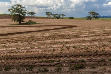 Sao Paulo eyaletinin kırsal kesimindeki bir çiftlikte yer fıstığı çiftliğinin görüntüsü; bölge Brezilya 'nın en büyük baklagil üreticilerinden biridir.