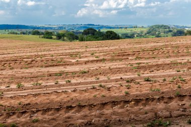 Sao Paulo eyaletinin kırsal kesimindeki bir çiftlikte yer fıstığı çiftliğinin görüntüsü; bölge Brezilya 'nın en büyük baklagil üreticilerinden biridir.