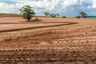 Sao Paulo eyaletinin kırsal kesimindeki bir çiftlikte yer fıstığı çiftliğinin görüntüsü; bölge Brezilya 'nın en büyük baklagil üreticilerinden biridir.
