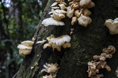 Brezilya 'da taze yağmur ormanlarında taze mantar ve vejetaryen.