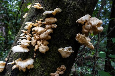 Brezilya 'da taze yağmur ormanlarında taze mantar ve vejetaryen.