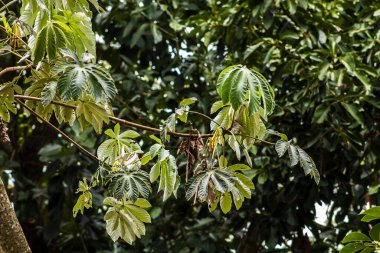 Brezilya 'da Atlantik yağmur ormanlarındaki Embauba ağacı