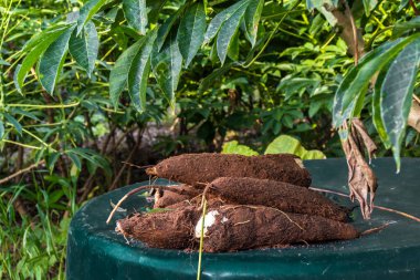 Brezilya 'daki bir çiftlikteki manioc tarlasının olduğu plastik bir masada Cassava kökü.