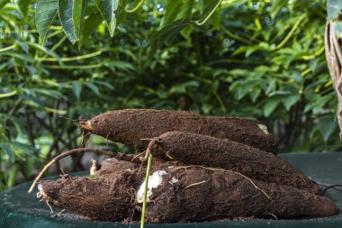 Brezilya 'daki bir çiftlikteki manioc tarlasının olduğu plastik bir masada Cassava kökü.
