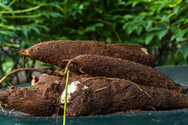 Brezilya 'daki bir çiftlikteki manioc tarlasının olduğu plastik bir masada Cassava kökü.