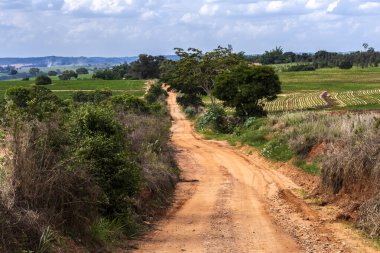 Brezilya 'da sakin doğa seyahati olarak yeşil ağaçla birlikte kırsal alanda toprak toprak toprak yol