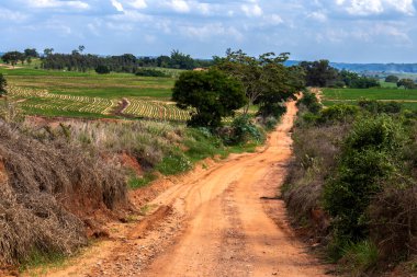 Brezilya 'da sakin doğa seyahati olarak yeşil ağaçla birlikte kırsal alanda toprak toprak toprak yol
