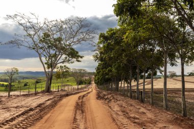 Brezilya 'da sakin doğa seyahati olarak yeşil ağaçla birlikte kırsal alanda toprak toprak toprak yol