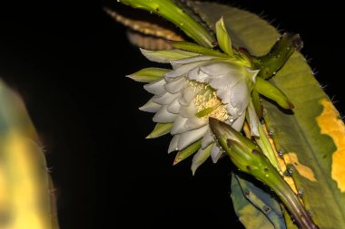 A white and yellow flower of mandacaru cactus, Cereus jamacaru, blowing at night in Brazil clipart