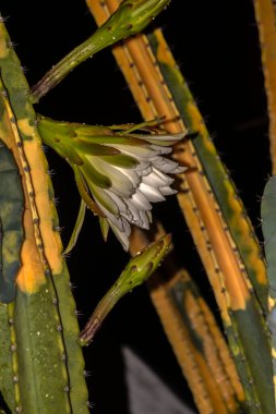 A white and yellow flower of mandacaru cactus, Cereus jamacaru, blowing at night in Brazil clipart