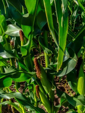 Brezilya 'daki çiftlikte yeşil mısır tarlası