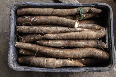 Brezilya 'da satılmaya hazır plastik bir kutuya istiflenmiş Cassava.