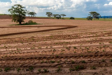 Sao Paulo eyaletinin kırsal kesimindeki bir çiftlikte yer fıstığı çiftliğinin görüntüsü; bölge Brezilya 'nın en büyük baklagil üreticilerinden biridir.