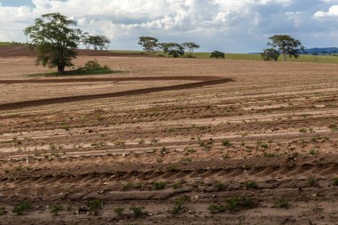 Sao Paulo eyaletinin kırsal kesimindeki bir çiftlikte yer fıstığı çiftliğinin görüntüsü; bölge Brezilya 'nın en büyük baklagil üreticilerinden biridir.